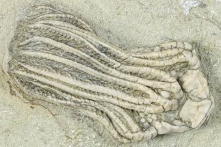 Fossil Crinoid (Platycrinites) - Crawfordsville, Indiana #291784