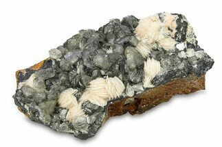 Cerussite Crystals on Bladed Barite and Galena - Morocco #291106