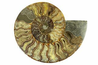 Cut & Polished Ammonite Fossil (Half) - Madagascar #291871