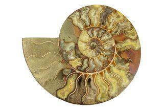 Cut & Polished Ammonite Fossil (Half) - Madagascar #291881