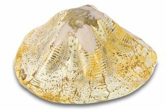 Polished Miocene Fossil Echinoid (Clypeaster) - Morocco #290286