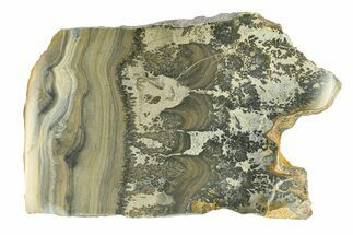 Triassic Aged Stromatolite Fossil - England #292068