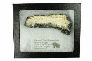 Mammoth Molar Slice With Case - South Carolina #291212