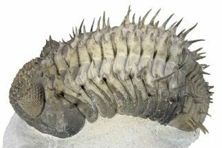 Spiny Drotops Armatus Trilobite - Multi-Toned Shell #291845