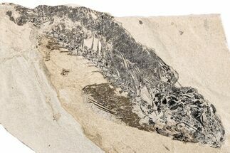 Bargain, Partial Fossil Fish (Mioplosus) - Wyoming #292153