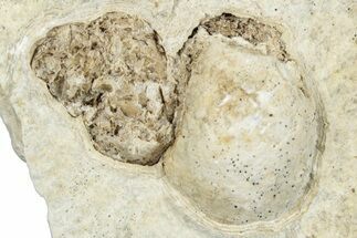 Fossil Gastropod (Viviparus) in Rock - Wyoming #292253
