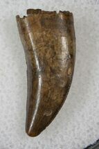 Nanotyrannus Tooth - South Dakota #16252
