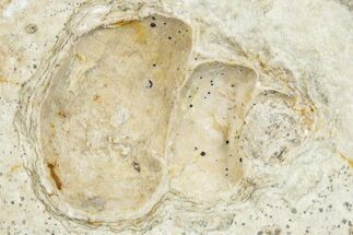 Fossil Gastropod (Viviparus) in Rock - Wyoming #292255