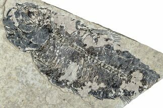 Bargain, Partial Fossil Fish (Diplomystus) - Wyoming #292264