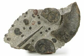 Plate of Devonian Ammonite & Cephalopod Fossils - Morocco #291025