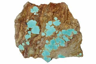 Polished Turquoise Slab - Number Mine, Carlin, NV #292318