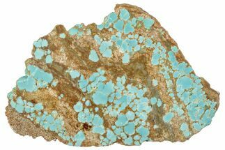 Polished Turquoise Section - Number Mine, Carlin, NV #292325