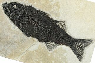 Uncommon Fish Fossil (Mioplosus) - Wyoming #292343