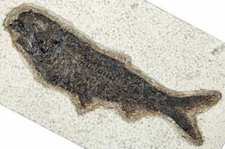 Detailed Fossil Fish (Knightia) - Wyoming #292346