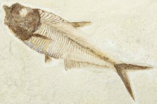 Detailed Fossil Fish (Diplomystus) - Wyoming #292349
