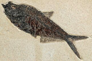 Beautiful Fossil Fish (Diplomystus) - Wyoming #292351