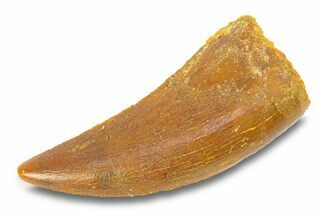 Serrated, Theropod (Deltadromeus?) Pre-Max Tooth - Morocco #291884