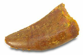 Serrated, Theropod (Deltadromeus?) Pre-Max Tooth - Morocco #291886