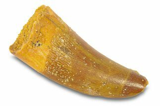 Theropod (Deltadromeus?) Pre-Max Tooth - Morocco #291889