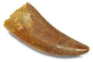 Serrated, Theropod (Deltadromeus?) Pre-Max Tooth - Morocco #291893