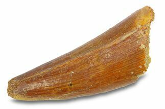 Cretaceous Fossil Crocodylomorph Tooth - Morocco #292231