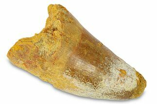 Cretaceous Fossil Crocodylomorph Tooth - Morocco #292246