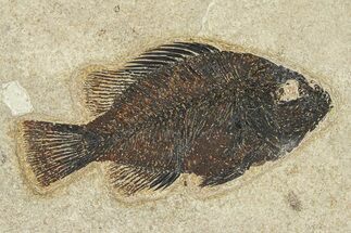 Fossil Fish (Cockerellites) - Wyoming #292399