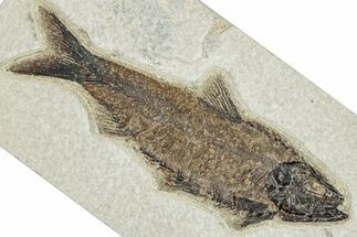 Detailed Fossil Fish (Knightia) - Huge for Species! #292369