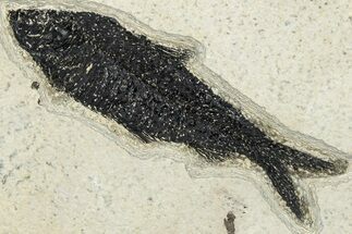 Detailed Fossil Fish (Knightia) - Wyoming #292371