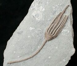 Stunning Macrocrinus Crinoid With Preserved Anal Tube #16081