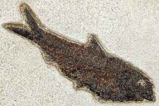 Detailed Fossil Fish (Knightia) - Wyoming #292414