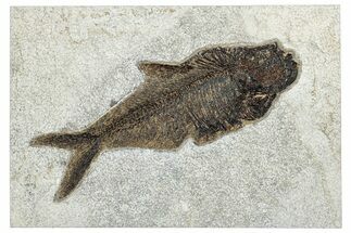 Beautiful Fossil Fish (Diplomystus) - Wyoming #292454