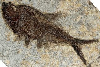 Beautiful Fossil Fish (Diplomystus) - Wyoming #292475