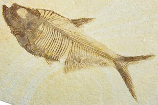 Beautiful Fossil Fish (Diplomystus) - Wyoming #292483