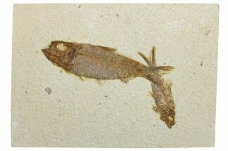 Two Detailed Fossil Fish (Knightia) - Wyoming #292485