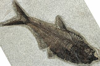 Detailed Fossil Fish (Diplomystus) - Wyoming #292488