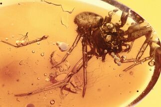 Detailed Fossil Spider (Araneae) In Baltic Amber #292390
