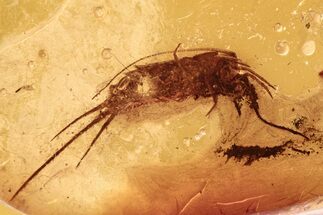 Detailed Fossil Bristletail (Machilidae) In Baltic Amber #292392