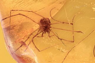 Detailed Fossil Daddy Long-Leg in Baltic Amber #292398