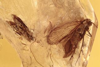 Two Fossil Caddisflies and Phoretic Mite In Baltic Amber #292400