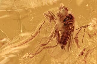 Detailed Fossil Dance Fly (Hybotidae) In Baltic Amber #292419