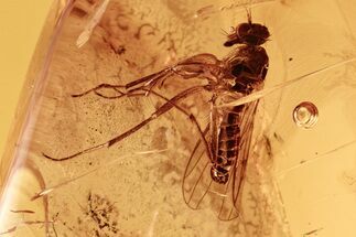 Detailed Fossil Dagger Fly (Empididae) In Baltic Amber #292425