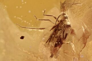 Fossil True Bug (Heteroptera) In Baltic Amber #292486