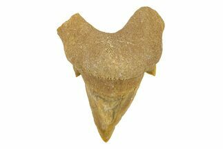 Pathological Otodus Shark Tooth - Morocco #289624