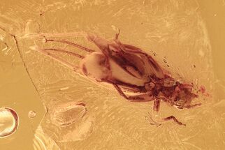 Detailed Fossil Cricket (Gryllidae) In Baltic Amber #292502