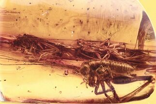 Fossil Cricket (Gryllidae) and Caddisflies In Baltic Amber #292567