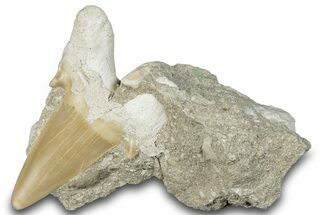 Otodus Shark Tooth Fossil in Rock - Morocco #292013