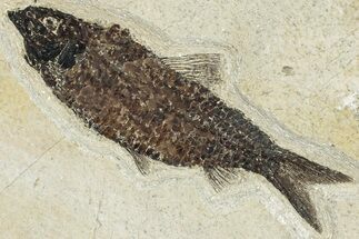 Detailed Fossil Fish (Knightia) - Wyoming #292523