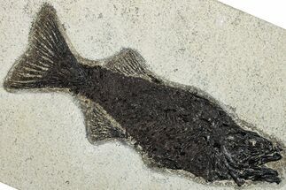 Uncommon Fossil Fish (Mioplosus) - Wyoming #292531