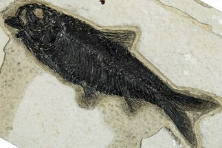 Detailed Fossil Fish (Knightia) - Wyoming #292537